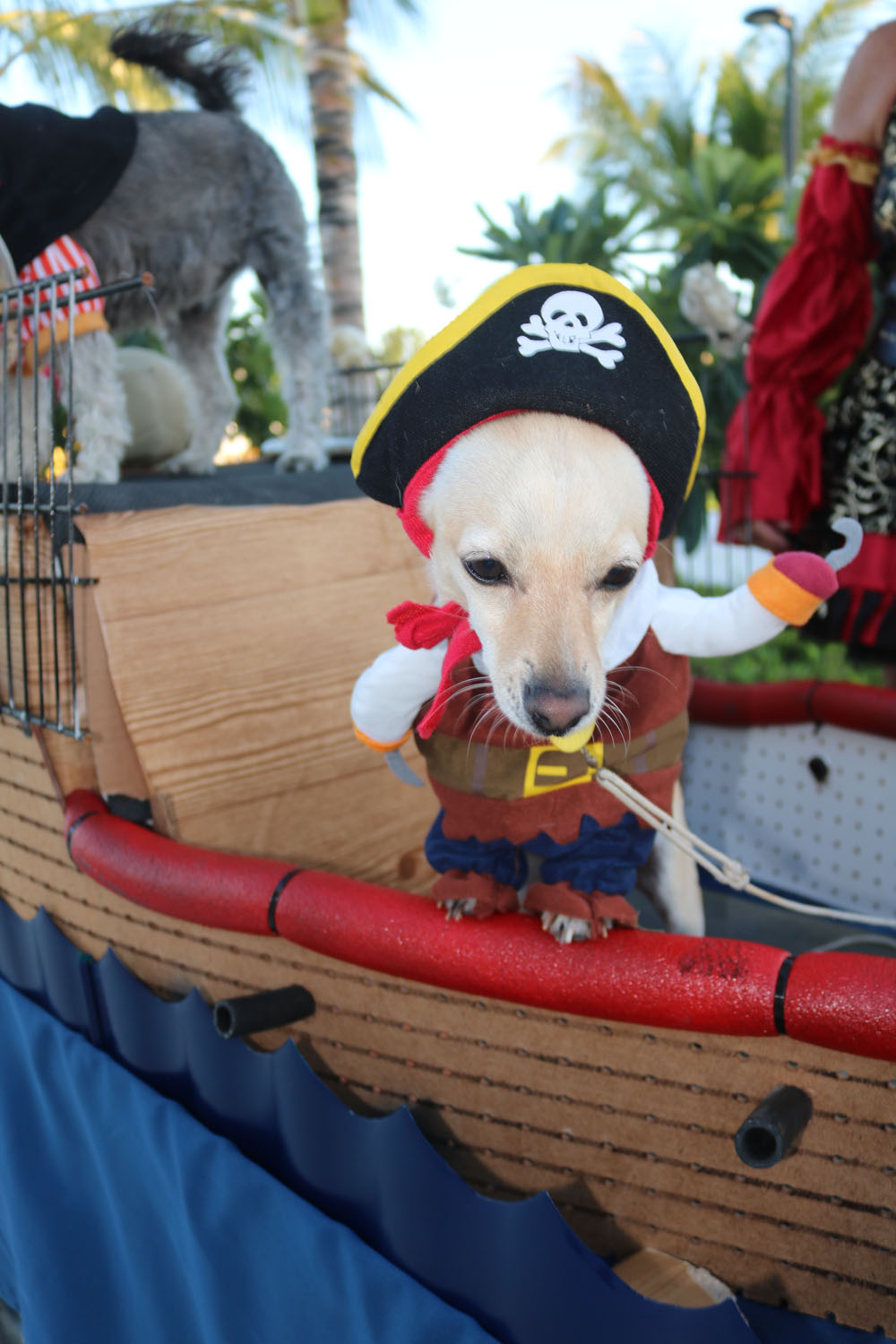Pet Masquerade 2018 photo - Duval Street, Key West
